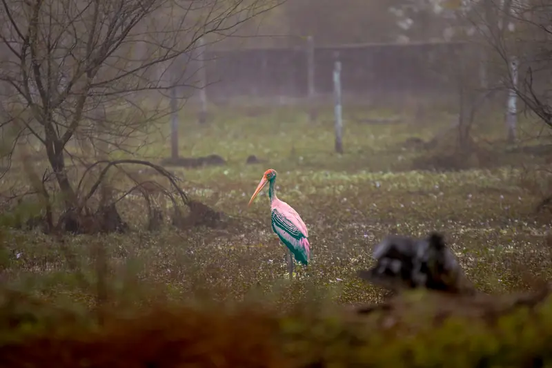 A painted stork standing in a misty wetland