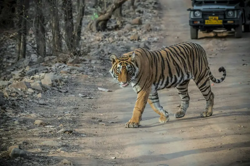 A tiger walking along a dusty forest track