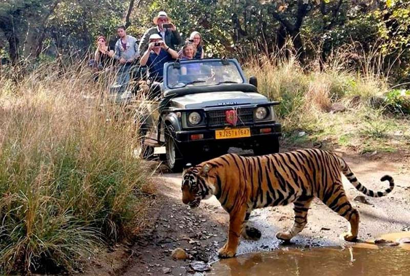 golden triangle tour with ranthambore